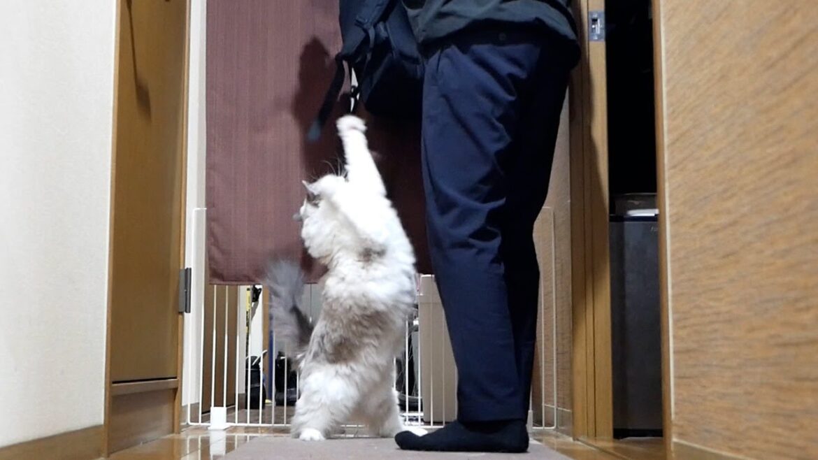 💨飼い主の帰宅が嬉しすぎてはしゃぐ猫…実は原因はアレでした… 💨飼い主の帰宅が嬉しすぎてはしゃぐ猫…実は原因はアレでした…