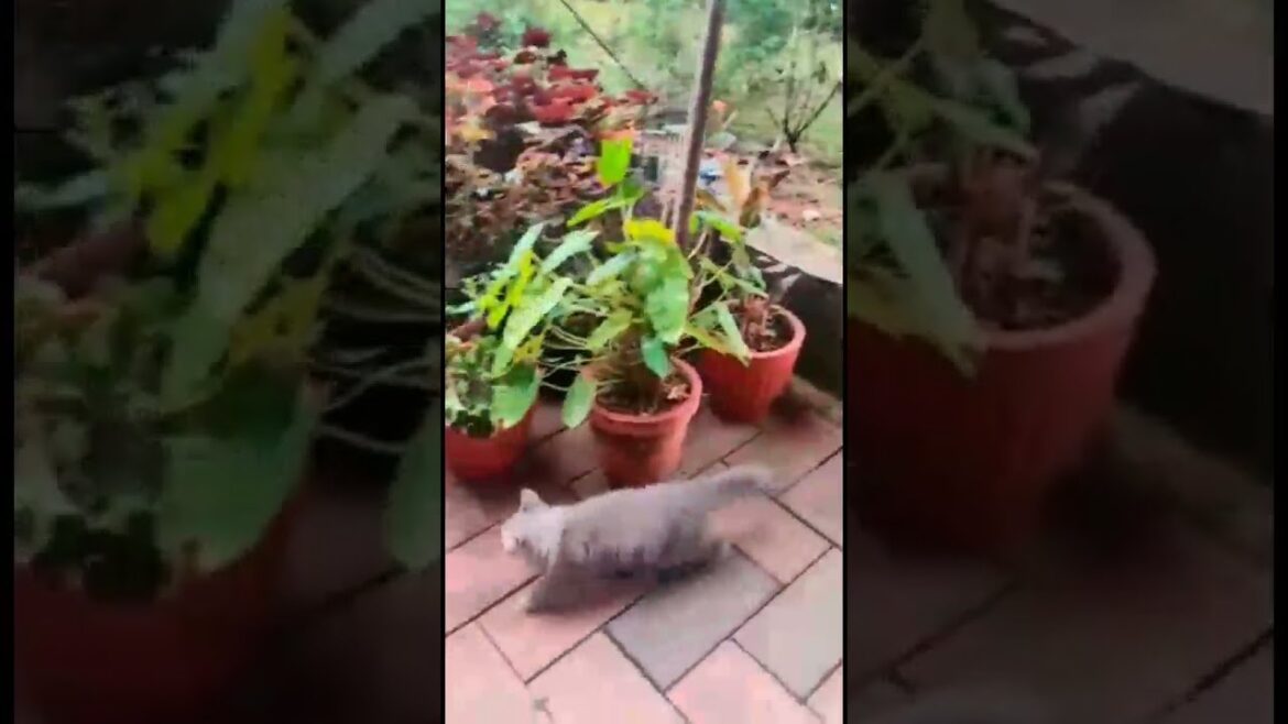 #Korat Kitten🐈🐾🐈🐾 2 months