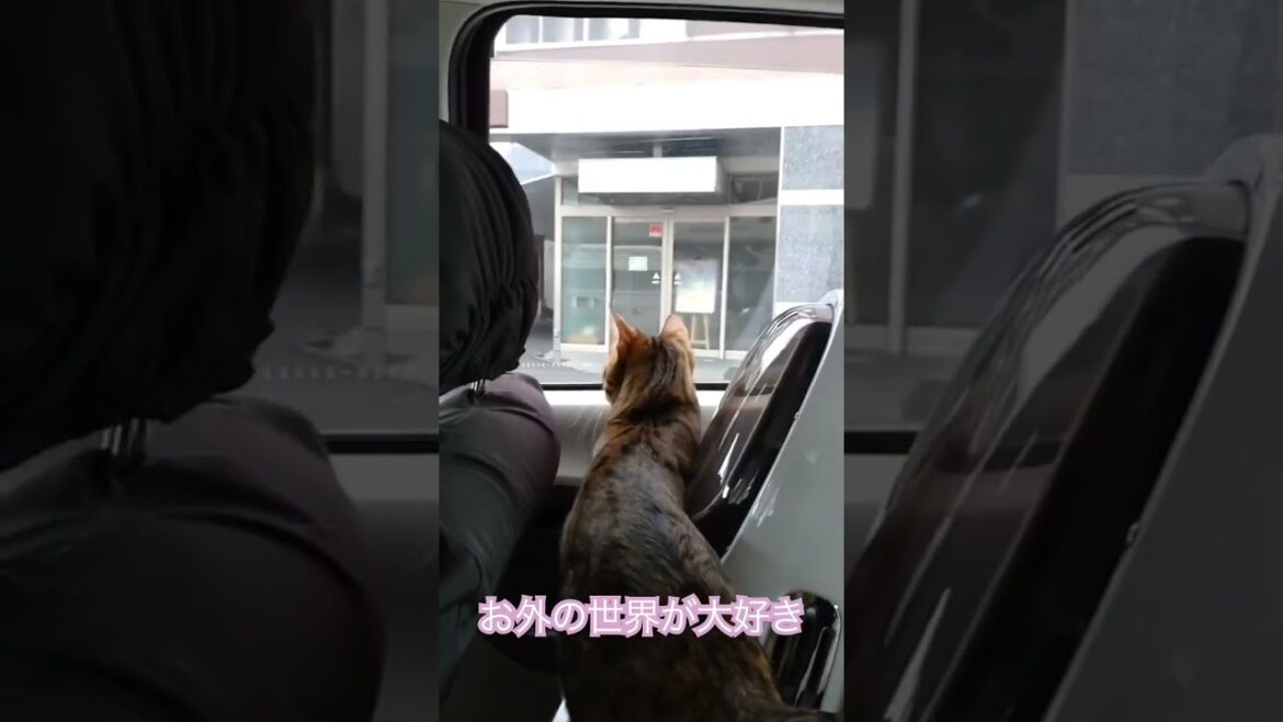 病院までニャルソック（ベンガル猫とアビシニアン）BEST FUNNY CATS&KITTENS #shorts