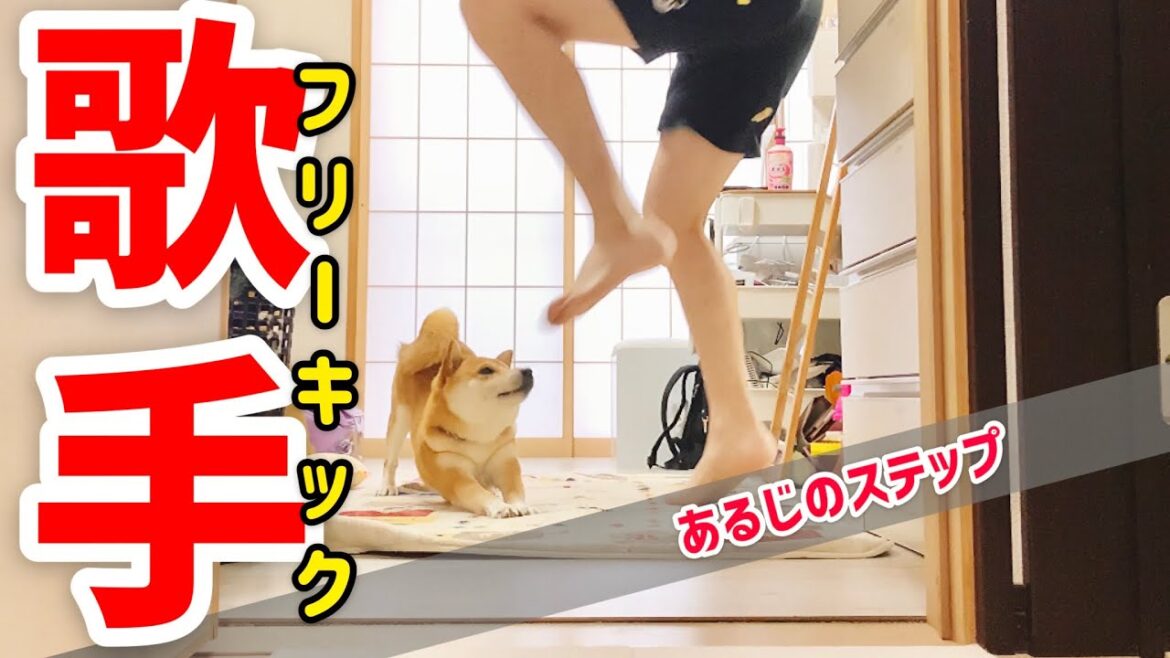 【柴犬こむぎ】聴いてください　恋の交差点【あるじのステップ】