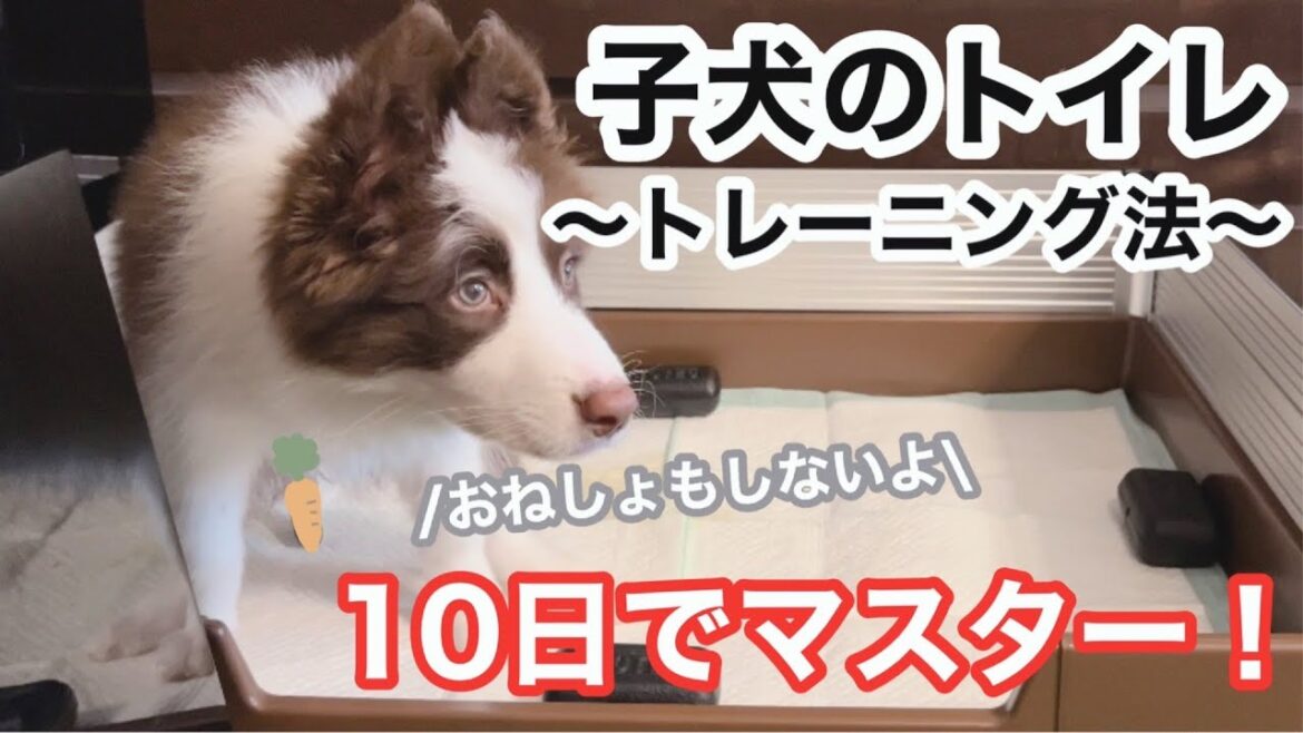 【子犬のトイレ】10日で覚えたトイレトレーニング方法と成功率が上がるポイント【ボーダーコリー】