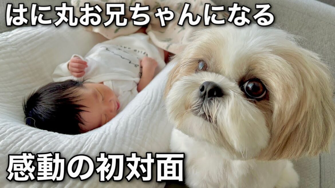 【シーズー犬/はに丸】生後0ヶ月の赤ちゃんと初対面の反応に胸が熱くなりました・・・/ お兄ちゃんになったシーズー犬に親バカ全開で感動しました。