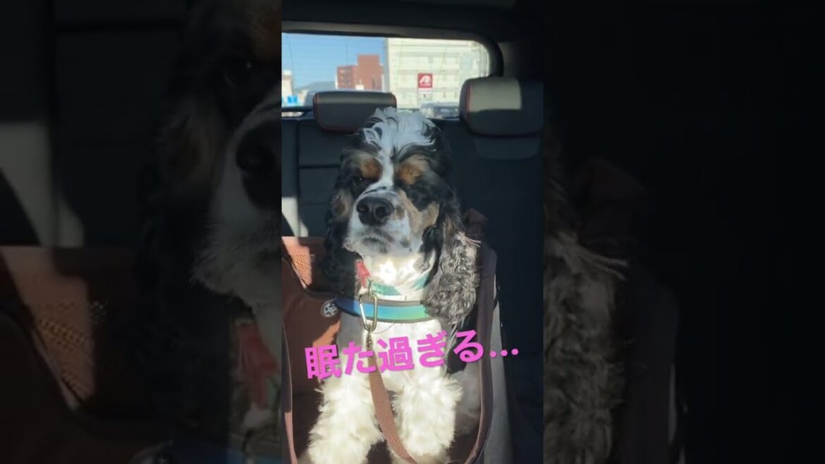 こんな状態になるまで頑張りました。#アメコカ #アメリカンコッカースパニエル #犬のいる暮らし #pet