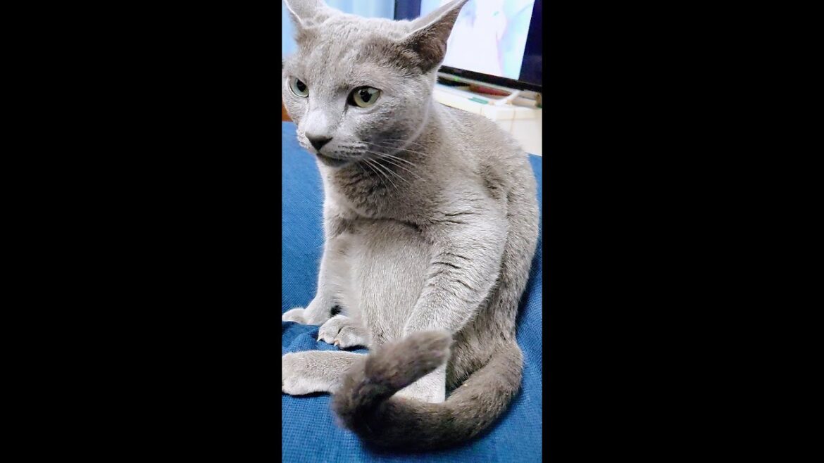 【猫動画】横座り？するロシアンブルー【russianbule】#shorts　　Sit sideways? Russian blue