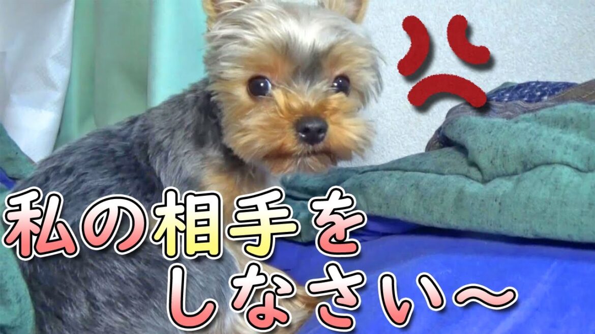 【ヨークシャテリア】起こし方が過激なヨークシャテリア【Yorkshire Terrier】