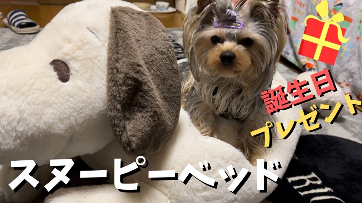 #62【ヨークシャーテリア】ひなた君　誕生日プレゼント！スヌーピーベッドあげてみた！！