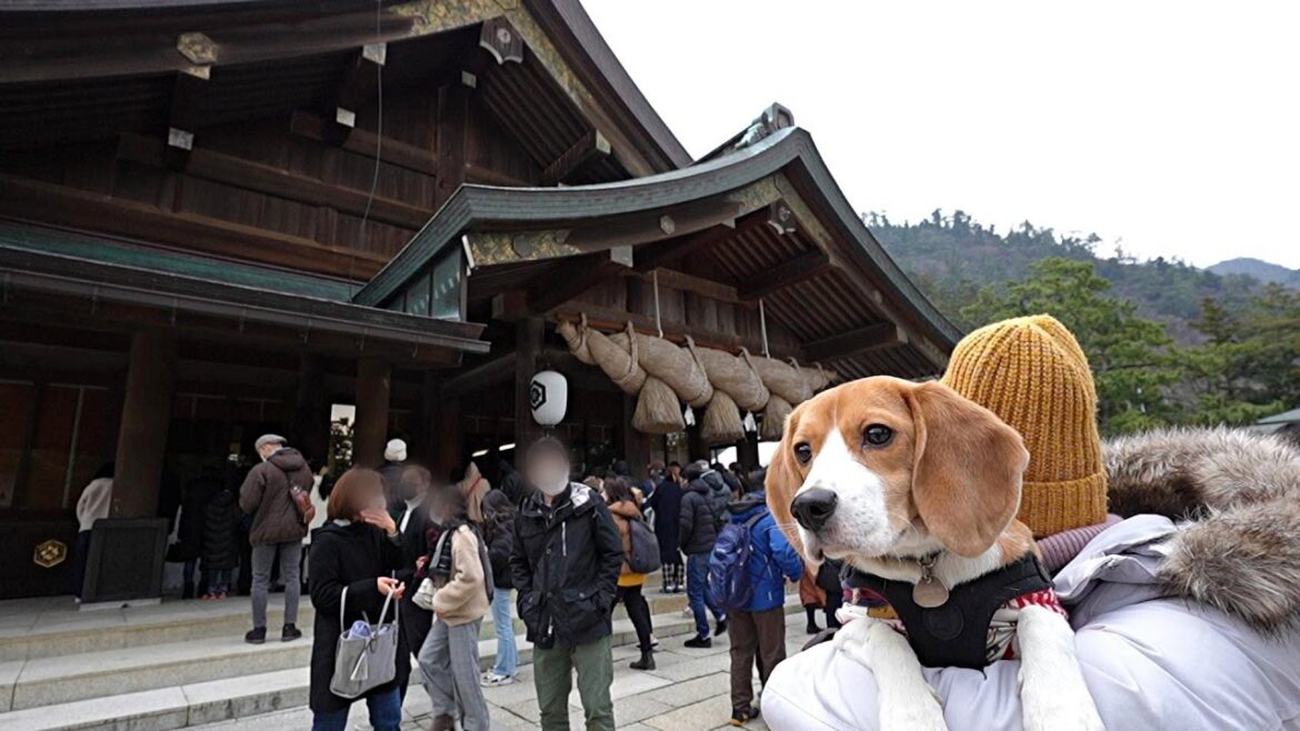 神話な神社　出雲大社にお邪魔する自由なペコビーたん　～ビーグル犬と4泊5日車中泊の旅～