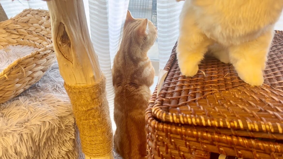 お外を眺めてるうちにマンチカン立ち最長記録（ねこもふ家内記録）をなんとなく樹立したちゃびくん