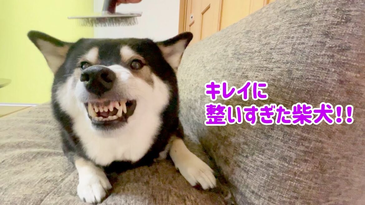【衝撃映像】キレイに整いすぎた柴犬！！