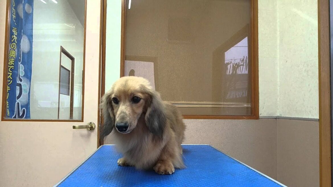 ロングヘアード・ミニチュア・ダックスフンド  シャンプー  2015/12/15