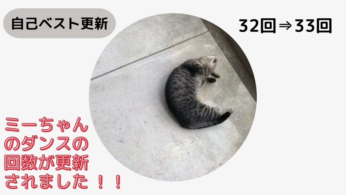 【日本猫の３ニャン】ミーちゃんの自己ベスト更新！！