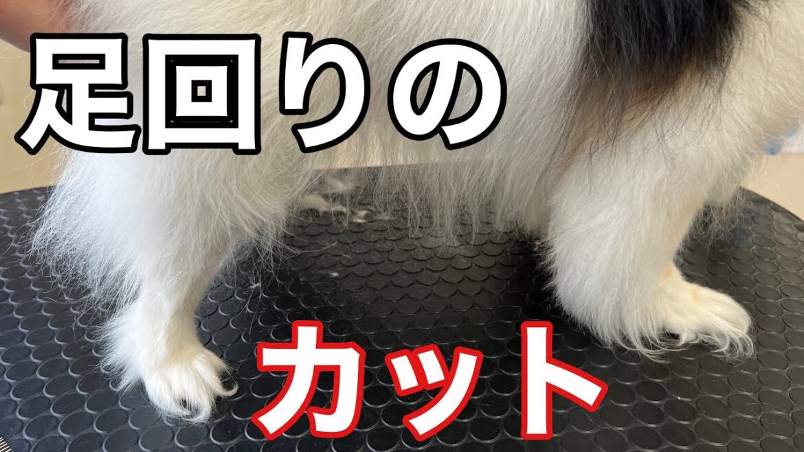 パピヨンの足回りのカット