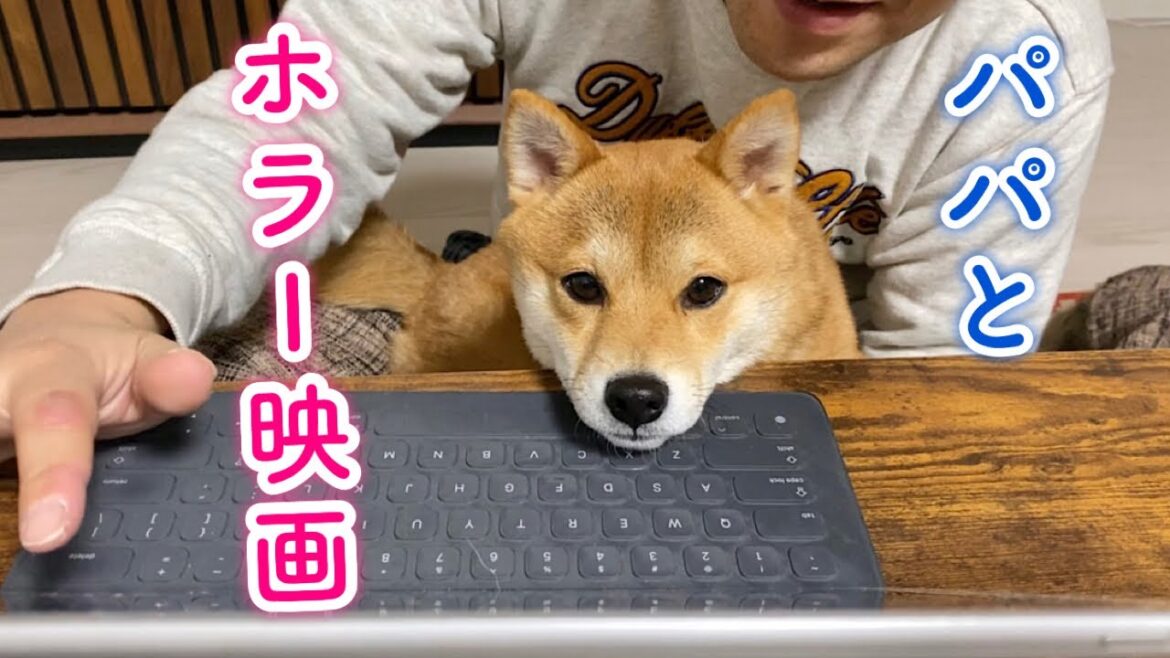 パパと一緒に映画を観ながら寝落ちする柴犬が可愛い