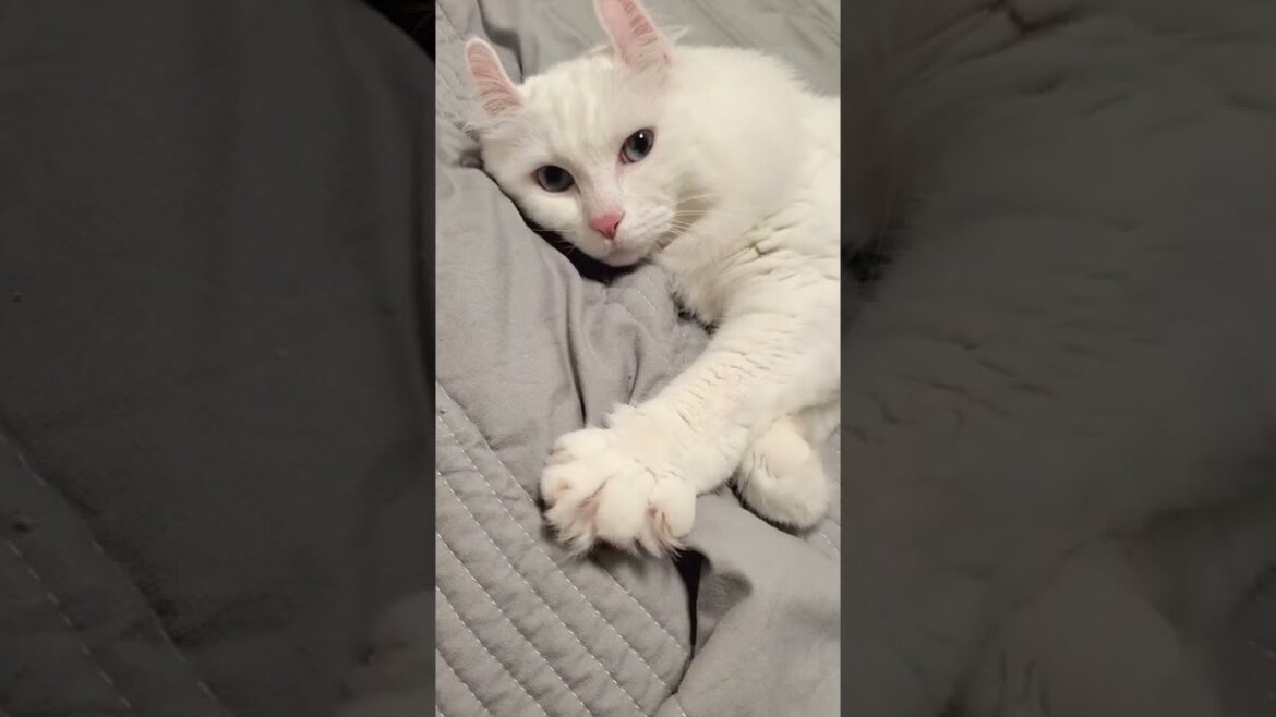 【癒し】猫のグーパーがかわいすぎる #shorts #猫動画 #アメリカンカール