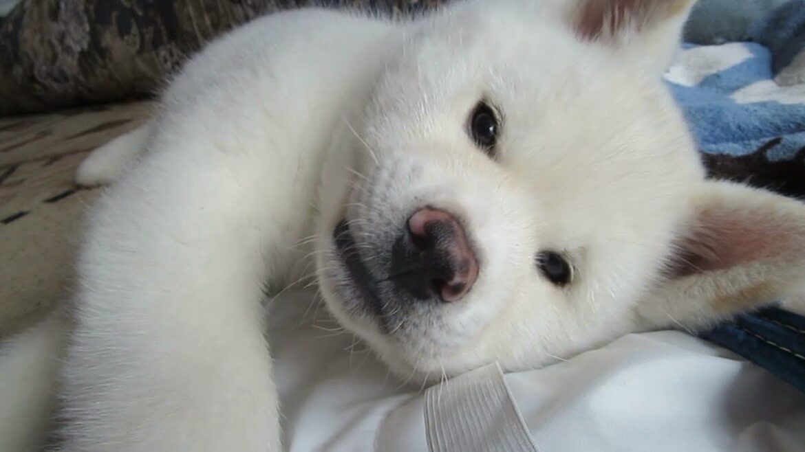【秋田犬ゆうき】耳がパタパタ子犬時代の蔵出し映像♪たっぷり総集編【akita dog puppy】