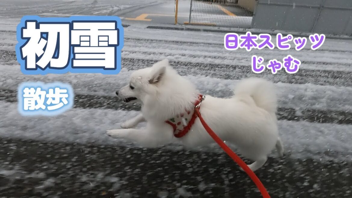 2022年12月18日初雪散歩【日本スピッツじゃむの初雪】
