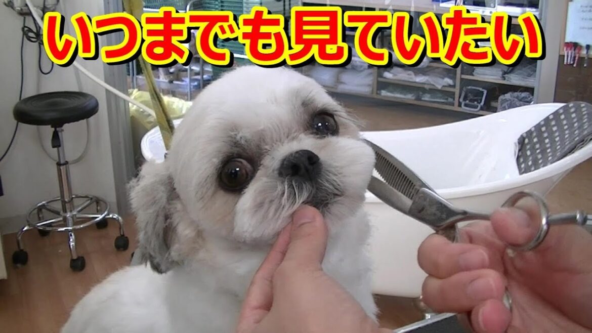 シーズー　トリミング教室！（ずっと見てられます）