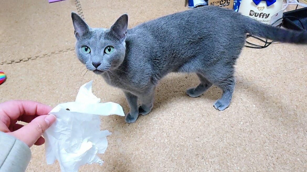 【猫動画】虫を無視するロシアンブルー【russianbule】Russian blue that ignores insects