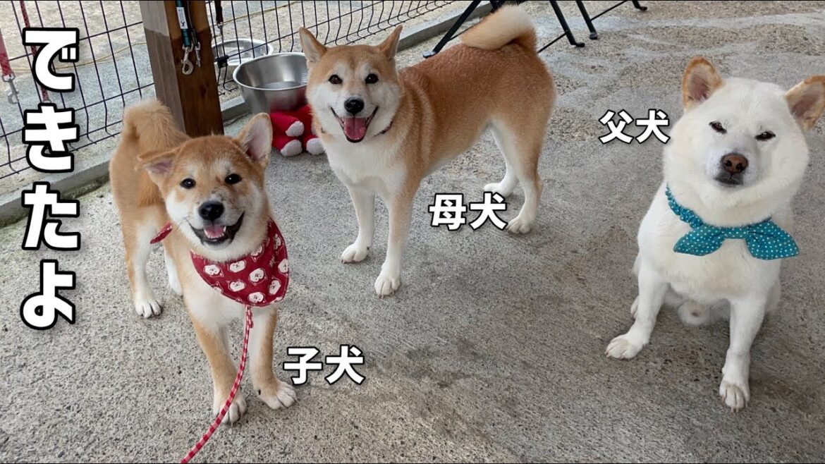 子犬が今まで拒絶していたことが生後４ヶ月誕生日に出来るようになり成長を感じました！