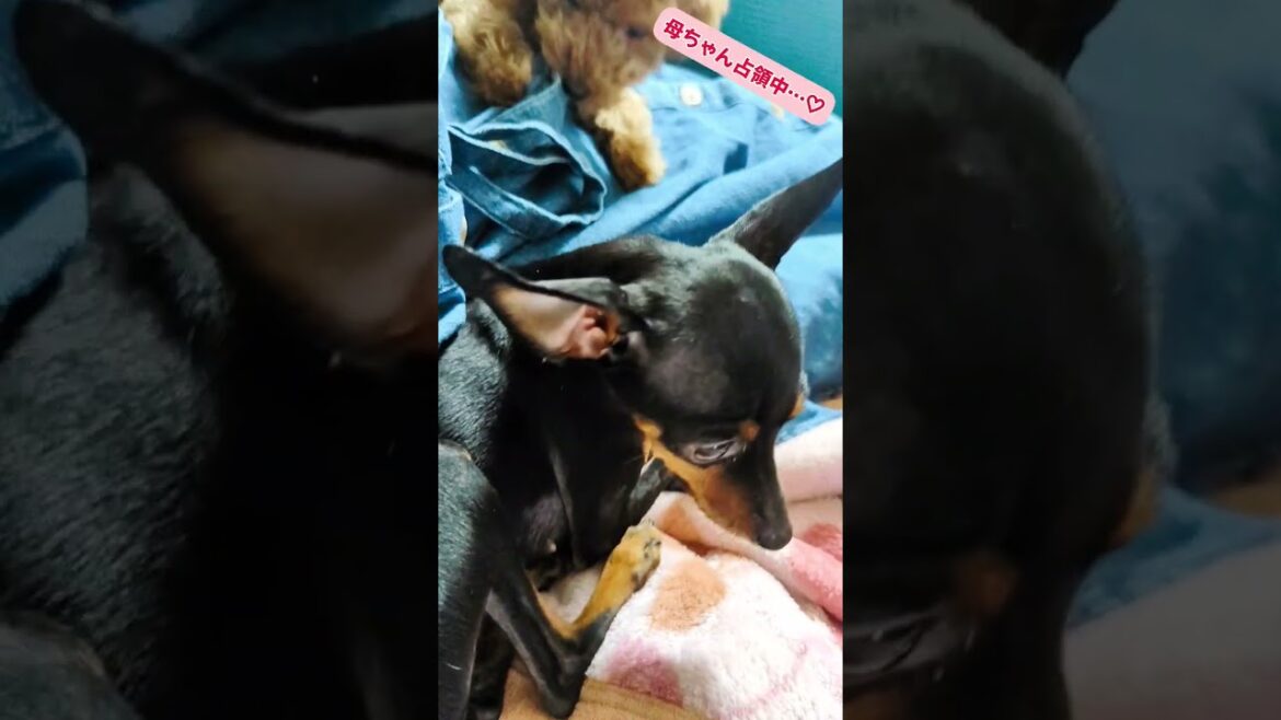 くつろぎタイム母ちゃん占領中🫶 #ミニチュアピンシャー #トイプードル #犬 #くつろぎ #癒し #shorts