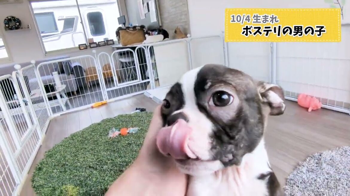 10/4生まれのボストンテリア男の子🌟