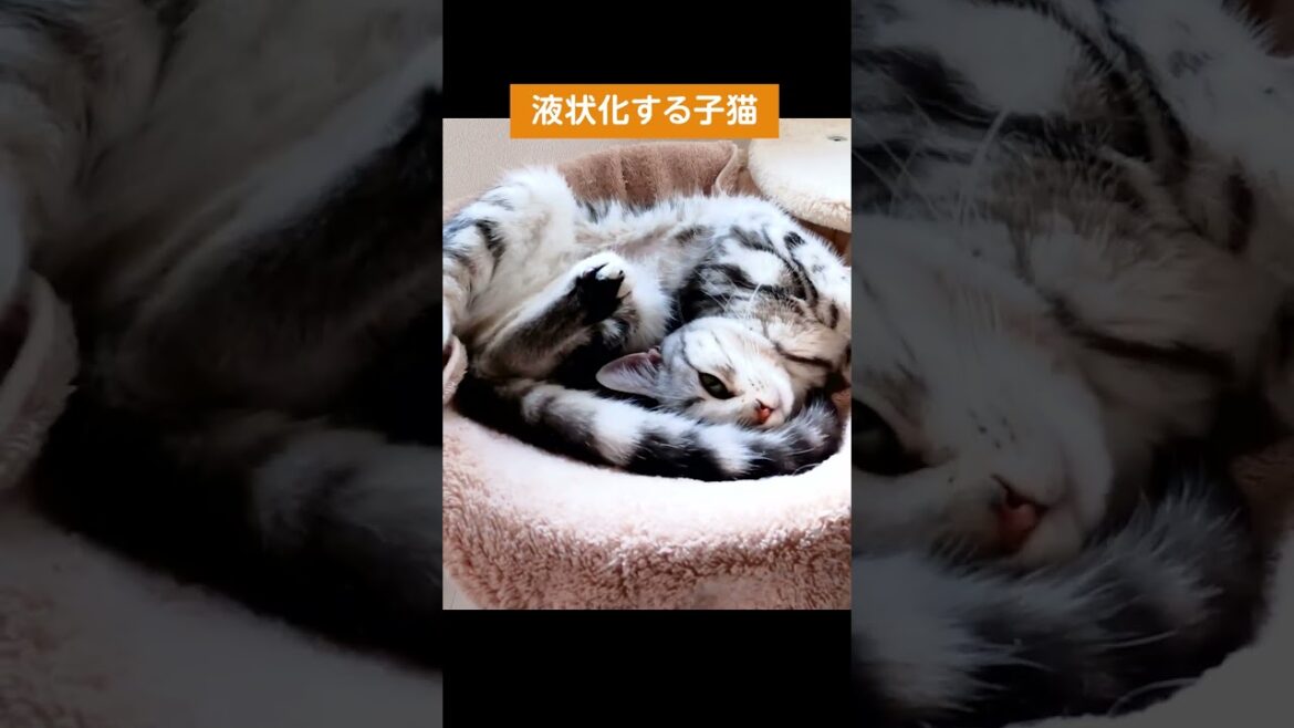 液状化する子猫【アメリカンショートヘアー】 #shorts #ねこのいる生活 #ねこ