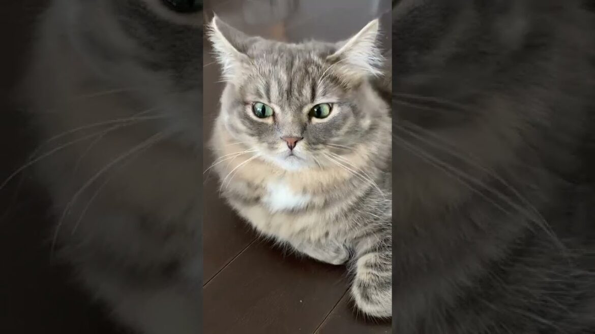 飼い主のくしゃみが嫌な猫 #イカ耳 #サイベリアン【#Shorts】