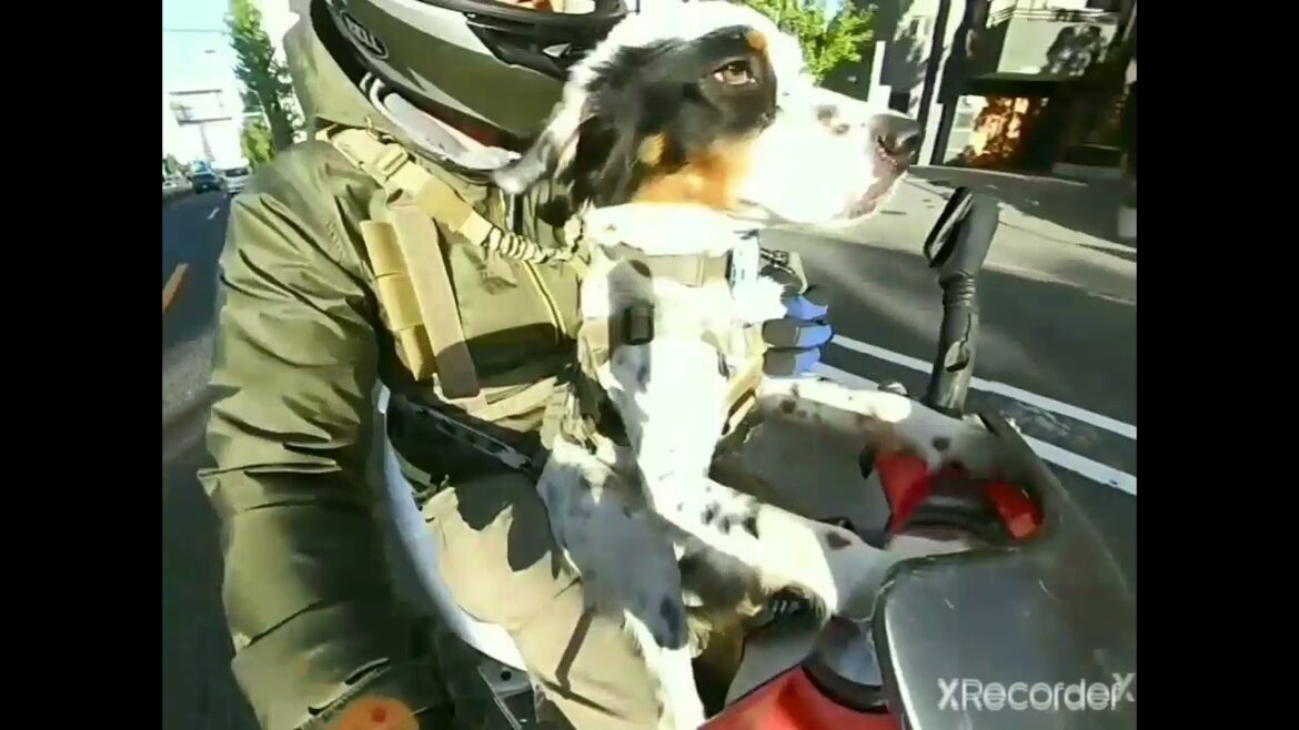 イングリッシュセッター・ロッティー　バイクデビュー