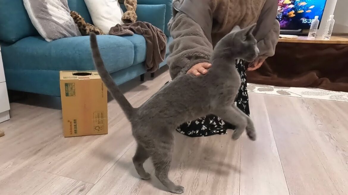 帰宅したママへの甘え方が独特すぎるロシアンブルーの猫