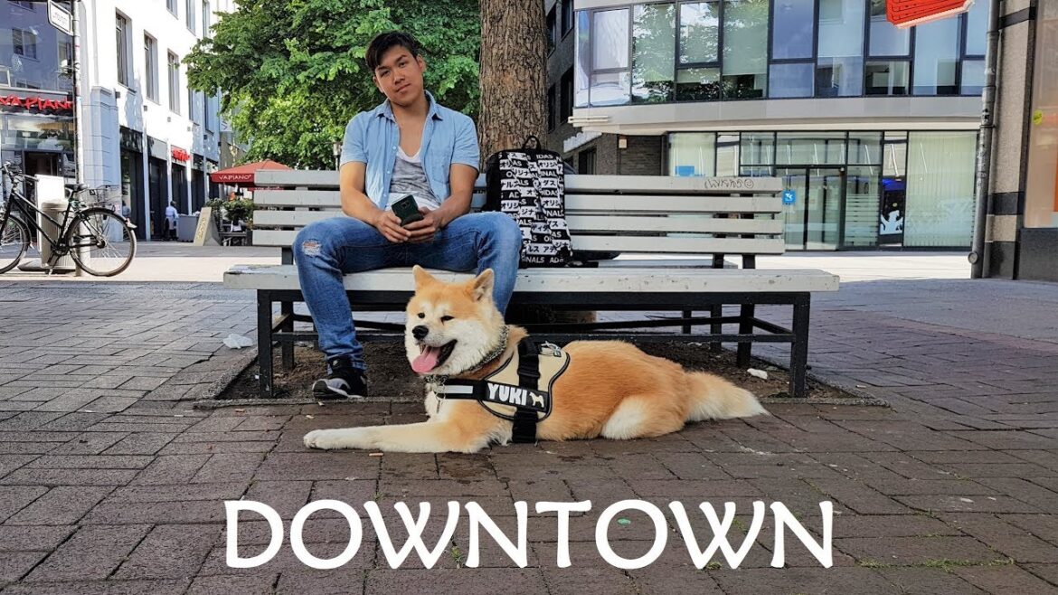 AKITA INU - Downtown | 秋田犬