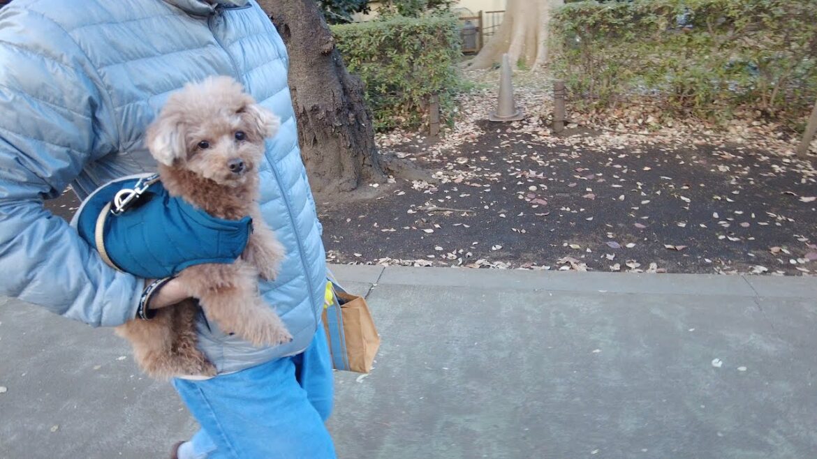 絶対に実家から帰りたくなかったけど渋々ジィジの初詣に付き合う兄犬 絶対に実家から帰りたくなかったけど渋々ジィジの初詣に付き合う兄犬