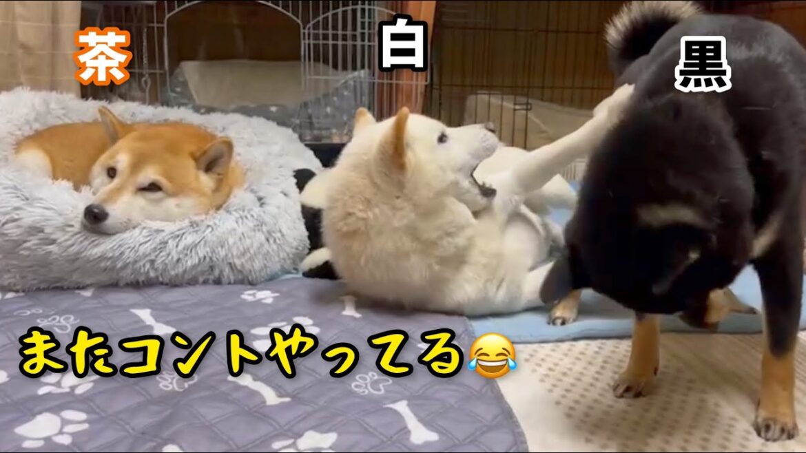 3色柴犬トリオのシュールでおもしろ過ぎる構図wwwww