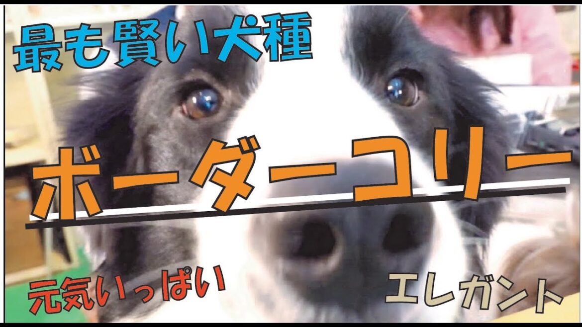 【NO1の知能】天才!?それとも…!? ボーダーコリーSP 【NO1の知能】天才!?それとも…!? ボーダーコリーSP