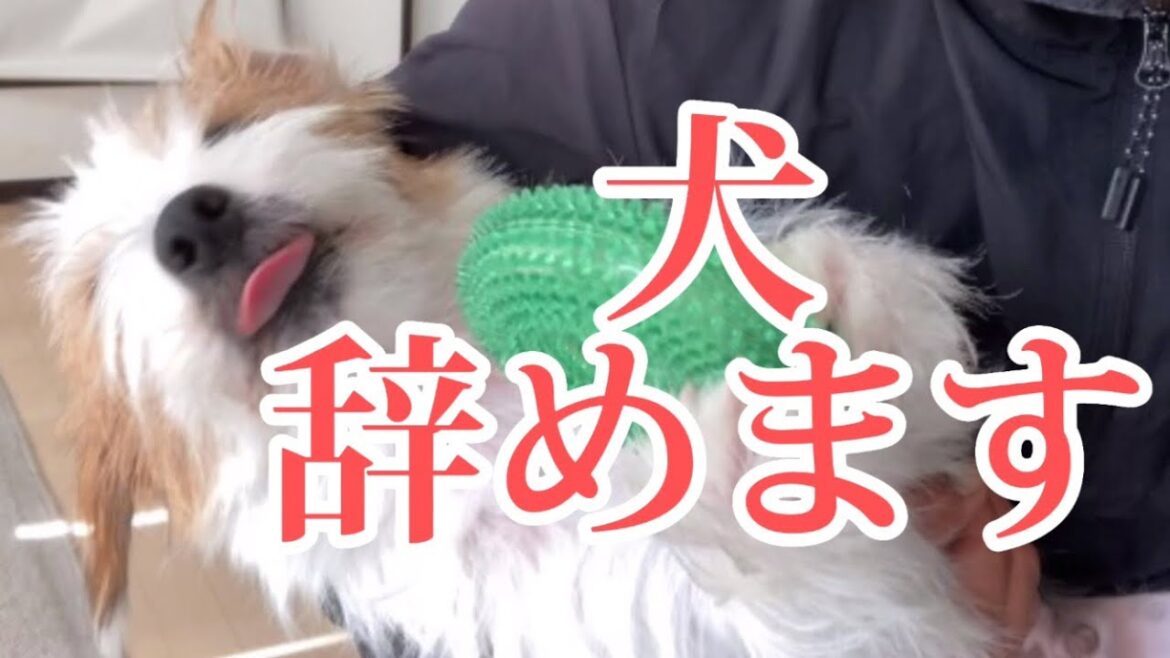 犬辞めて○○○になります#ジャックラッセルテリア#jackrussellterrier#dog