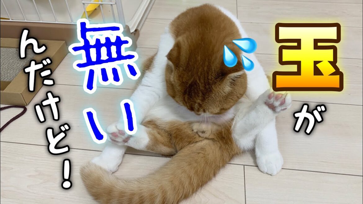 猫が去勢後の異変に気づいて驚く！？【スコティッシュフォールド】