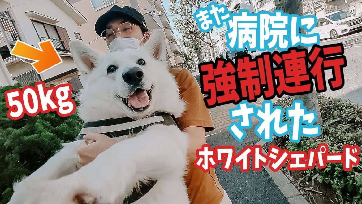 病院が嫌いすぎるホワイトシェパードを強制連行した結果…！