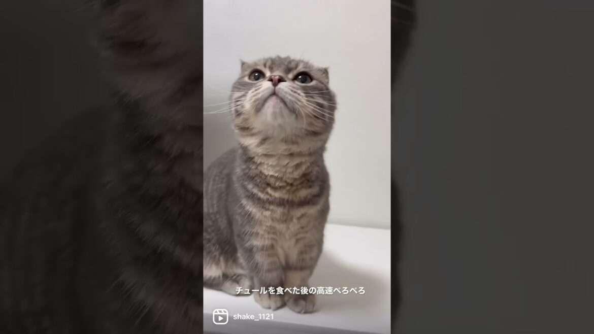 ちゅーるを食べた後の猫がこちら #マンチカン #短足マンチカン #Shorts