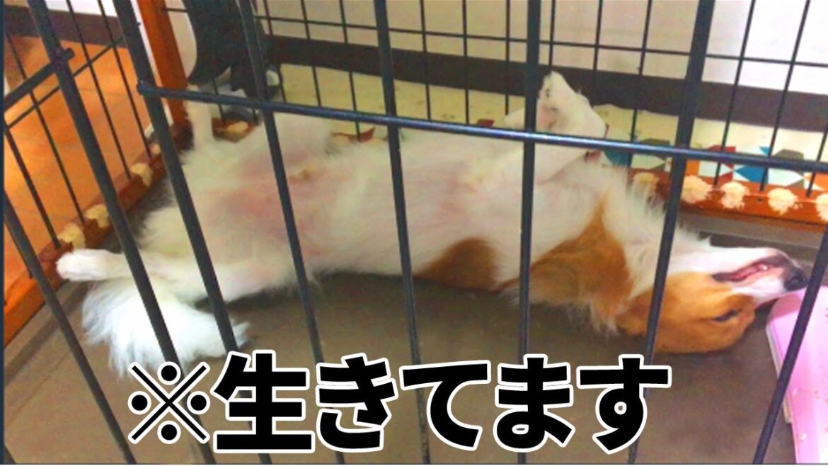 色んな姿で眠る愛犬【パピヨン】