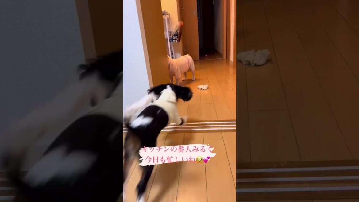 キッチンの番犬をするフレンチブルドッグ #フレンチブルドッグ #キャバリア #多頭飼い #shorts