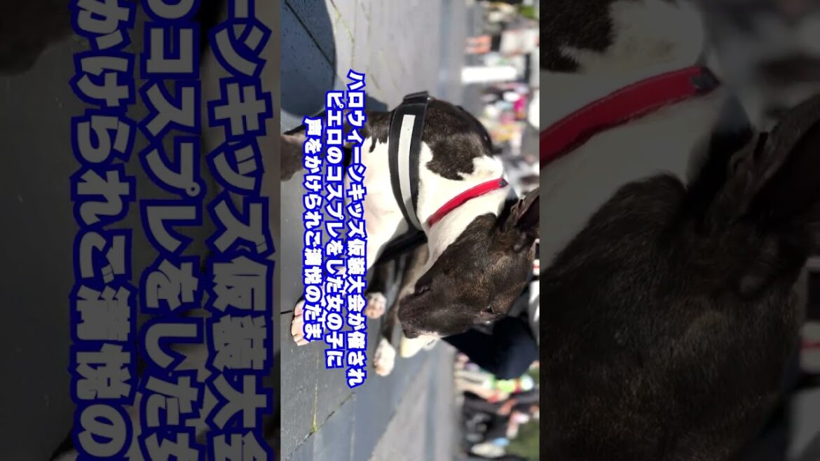 【犬のブルテリア】たま　用賀屋台村で奇跡の出逢い #shorts