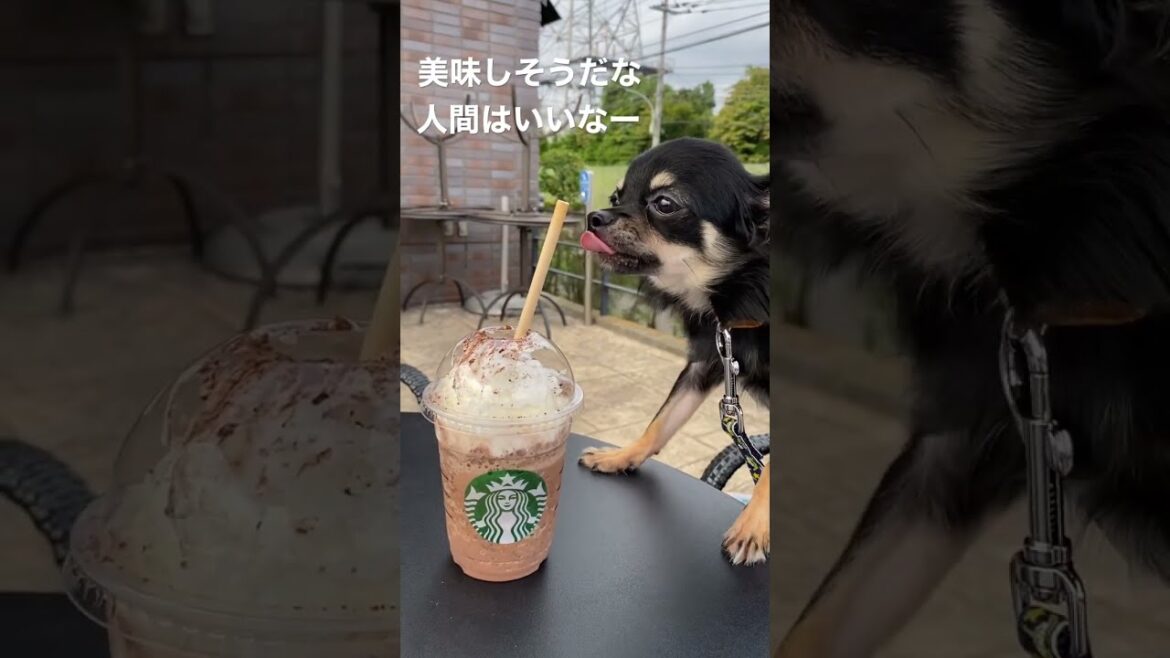 かわいい犬|ロングコートチワワのウルくん【スタバテラス席～人間が羨ましい犬】