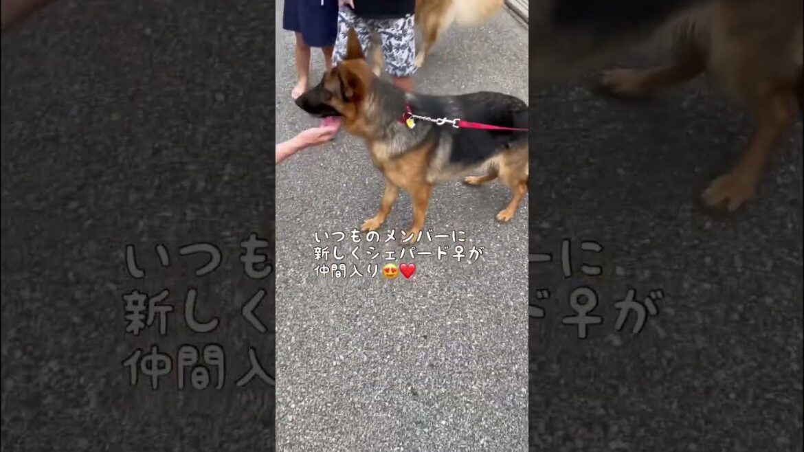 【夏休み】新しいお友達できたよ #shorts #ロットワイラー