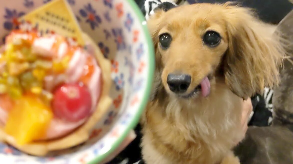 ケーキに魅了され脳汁が溢れ出るダックスフント