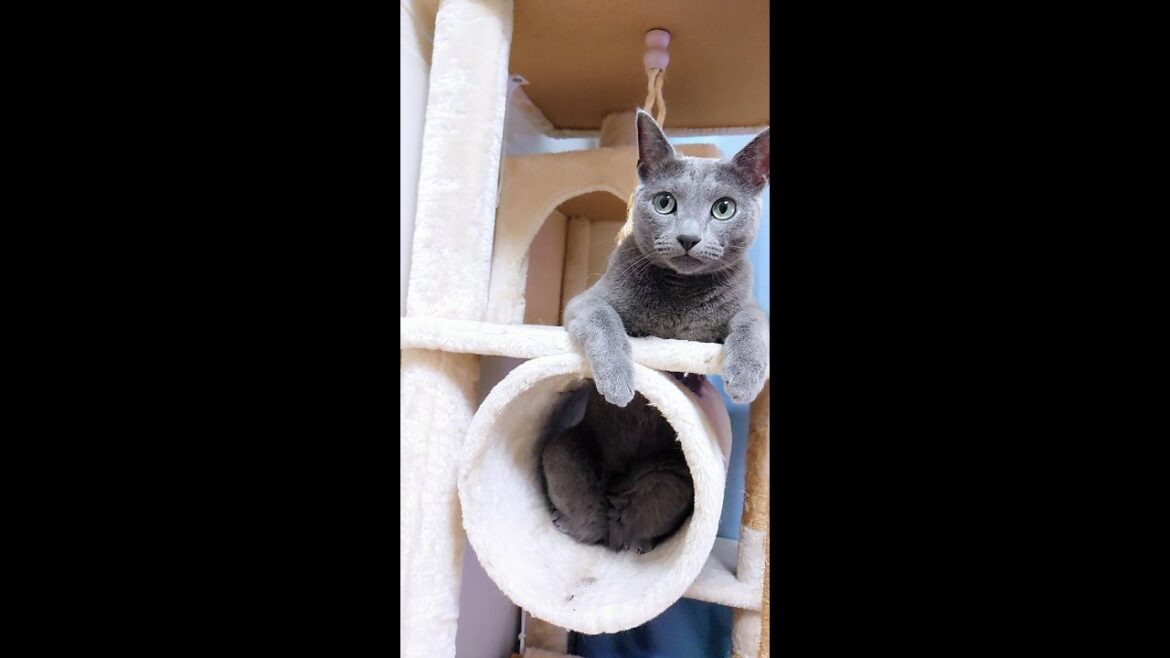 【猫動画】遊び疲れて電池が切れたロシアンブルー【russianbule】Tired from playing, resting Russian Blue 【猫動画】遊び疲れて電池が切れたロシアンブルー【russianbule】Tired from playing, resting Russian Blue