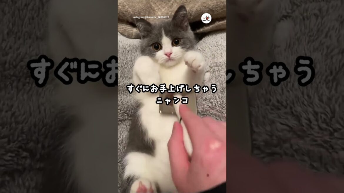 子猫がお手上げ状態に…♡|PECO 子猫がお手上げ状態に…♡|PECO
