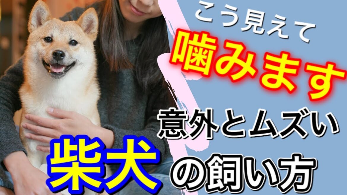 【知らなきゃヤバい柴犬の真実】 飼い方、魅力注意点徹底解説 All about Shiba Inu
