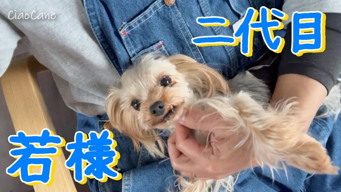 二代目若様とまったり【ヨークシャーテリア専門犬舎チャオカーネ】 二代目若様とまったり【ヨークシャーテリア専門犬舎チャオカーネ】