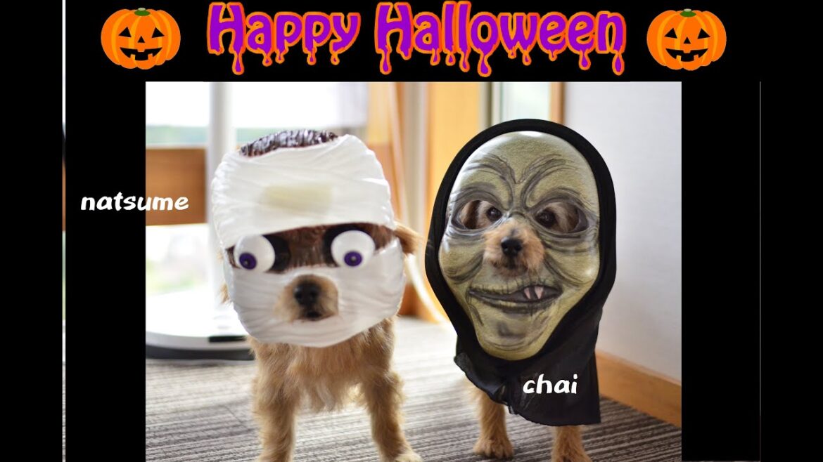 【ノーフォークテリア】ハロウィン仮装？！