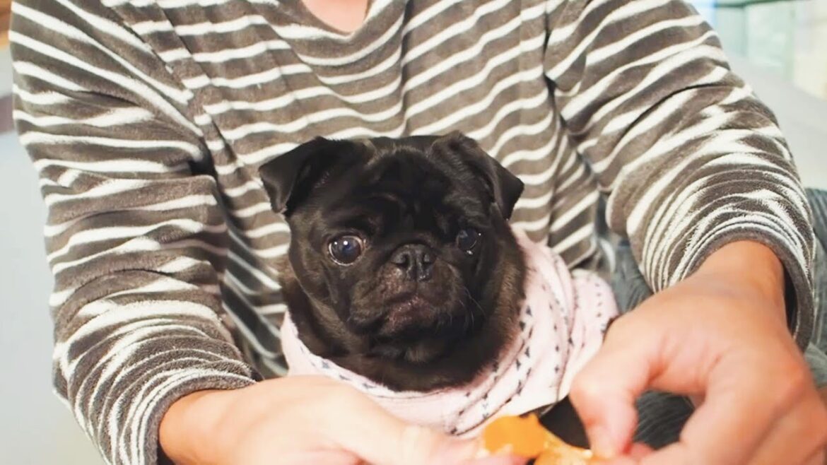 父ちゃんへのおねだりは絶対に成功させる黒パグなる。Naru is a black pug who absolutely succeeds in begging her father.【パグ、pug】