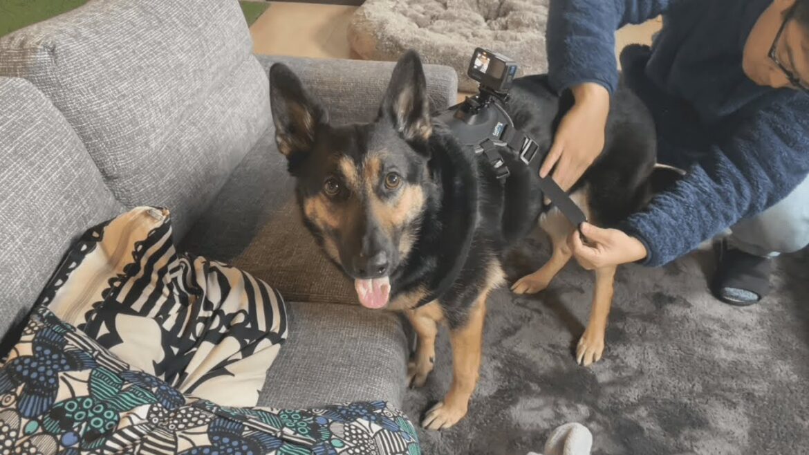 愛犬にGoPro着けたら、後頭部フェチにはたまらん映像が撮れました【ジャーマンシェパード】